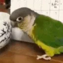 birdDink emote for Discord