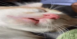 BigNap emote for Discord