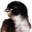 birdNo emote for Discord