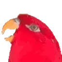 birb emote for Discord