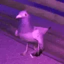 birbSmoge emote for Discord