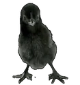 birddance emote for Discord