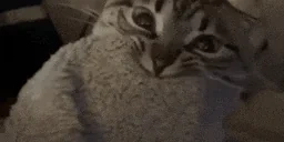 bitesu emote for Discord