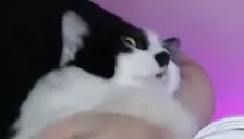 Bites emote for Discord