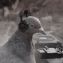 birdDJ emote for Discord