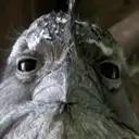 BirdWeird emote for Discord