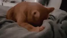 Biscuits emote for Discord