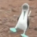 BirdWalk emote for Discord