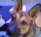 bilboSNIFFA emote for Discord