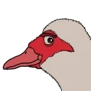 BirdyBrowy emote for Discord