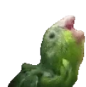 birbJAM emote for Discord