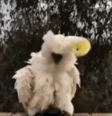 BirbDance emote for Discord