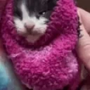 Biscuits emote for Discord