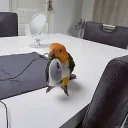 BirdMouse animated emote for Discord, Twitch and Slack