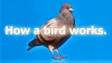 Bird emote for Discord
