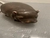 bigimod emote for Discord