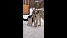 BigDog emote for Discord