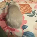 binkyflop emote for Discord