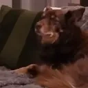 BigYawn emote for Discord