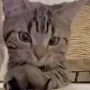 bite emote for Discord