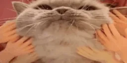 biblicallyAccurateCatPAT emote for Discord