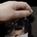 Bimbadog emote for Discord