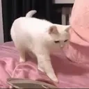 BitboxCat emote for Discord