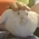 birbPet animated emote for Discord, Twitch and Slack