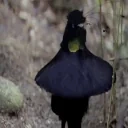 BirdPls emote for Discord