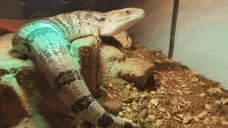 billydraak emote for Discord