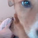 binuSNIFFA animated emote for Discord, Twitch and Slack