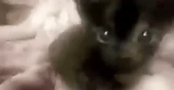 bing emote for Discord