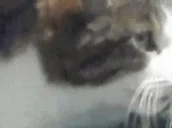 bipcatJam emote for Discord