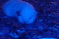 BIGSTRETCH emote for Discord