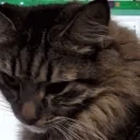 bigyawn emote for Discord