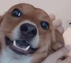 binuHappy emote for Discord