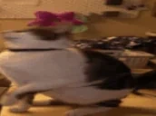 BIGCATSTANDIN emote for Discord