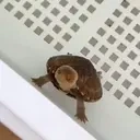 bitoca animated emote for Discord, Twitch and Slack