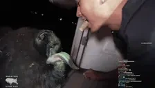 bisonKisser emote for Discord