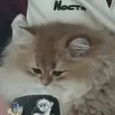 BisouYawn emote for Discord