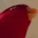 birb emote for Discord