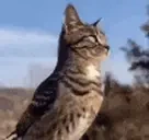 birdCat emote for Discord