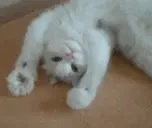 biscuits emote for Discord