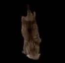 bibblySwim emote for Discord