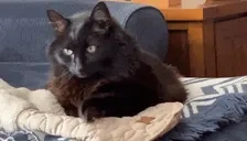 BIIIIGSTRETCH emote for Discord