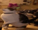 BIGCATSTANDIN emote for Discord