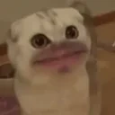 bigMeow emote for Discord