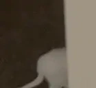 CICI emote for Discord