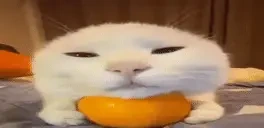 Citrus emote for Discord