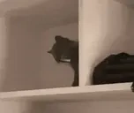 cigs emote for Discord